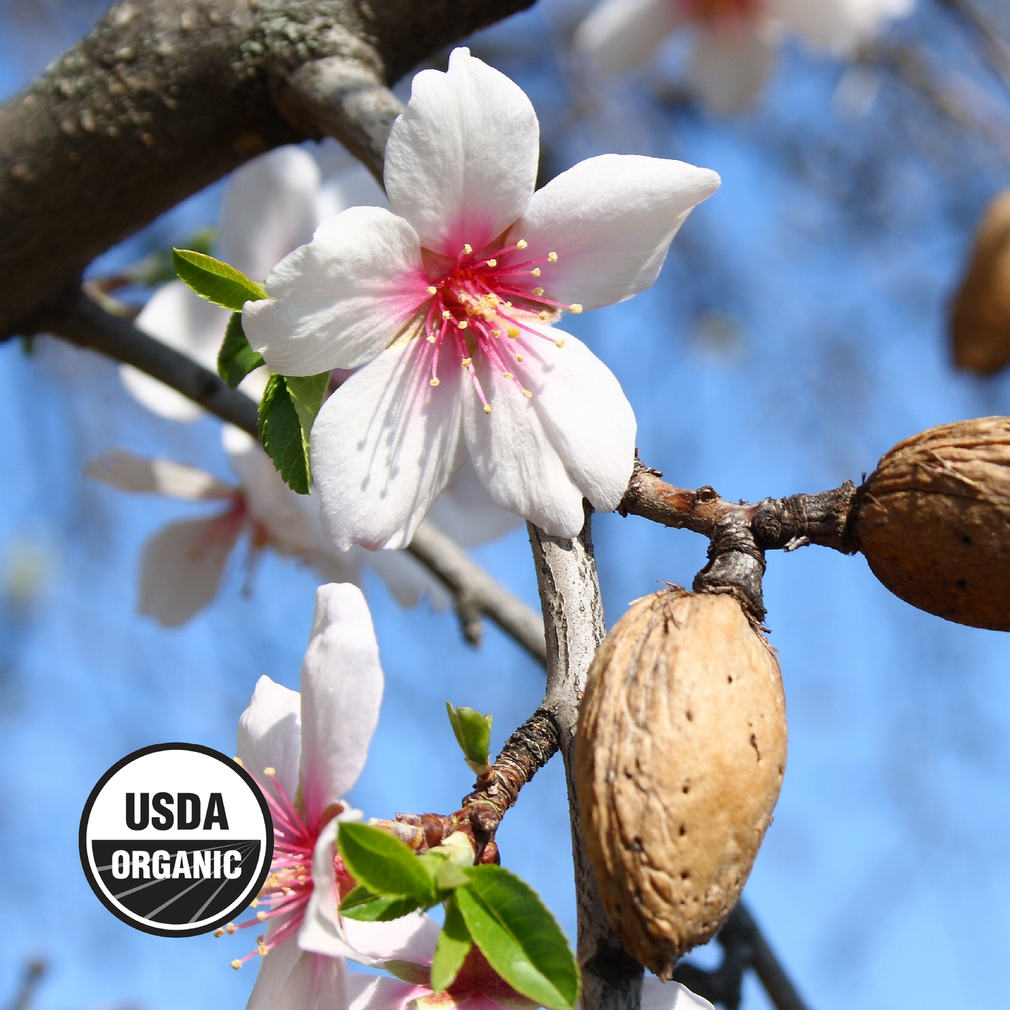 Organic California Almonds