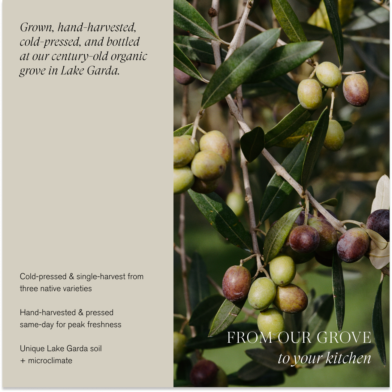 Organic Extra Virgin Olive Oil | Single-Harvest / Case